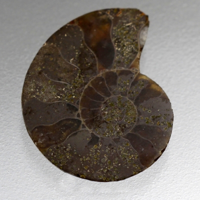 Камень Аммонит натуральный 11.45 карат арт. 3112
